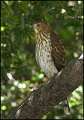 _0SB4448 coopers hawk
